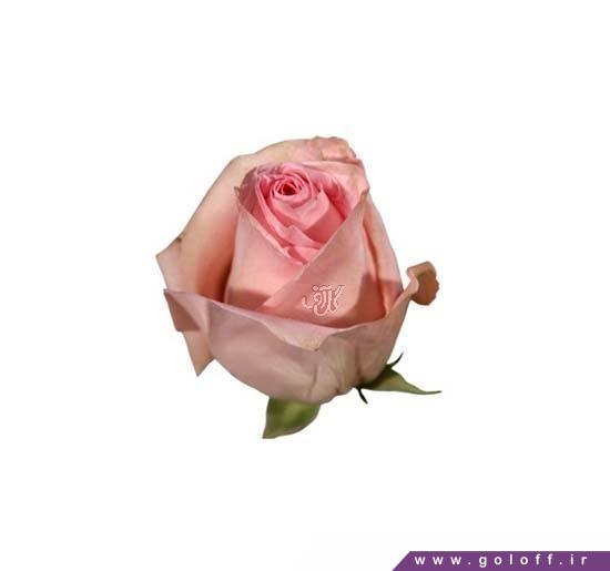 گل رز هلندی دولومیتی - Rose | گل آف